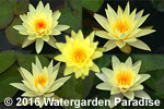 Yellow Hardy Waterlilies