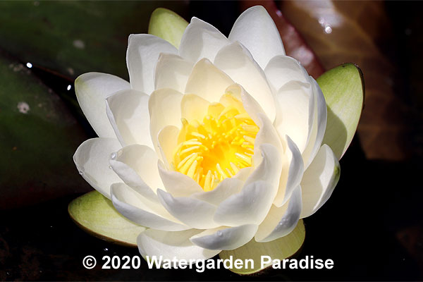 Nymphaea 'Queen of the Whites'