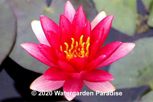 Nymphaea 'Reflected Flame'