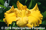 Iris 'Broad Daylight' (Louisiana Iris)