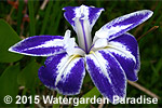 Iris laevigata 'Colchesterensis'