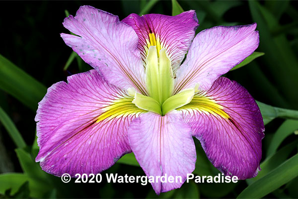 Iris 'Fait Accompli' (Louisiana Iris)