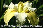 Iris 'Sawtooth' (Louisiana Iris)