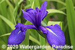 Iris laevigata 'Semperflorens'