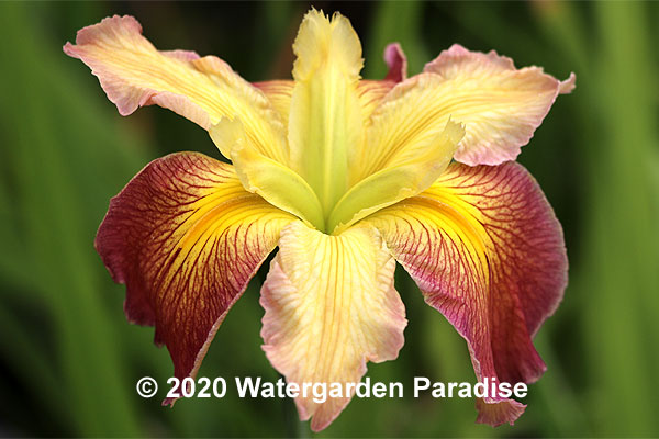 Iris 'Southerner' (Louisiana Iris)