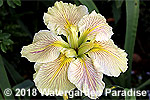 Iris 'Very Vein' (Louisiana Iris)