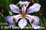 Iris virginica 'Lavender Lustre'