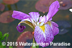 Iris virginica 'Rosea'