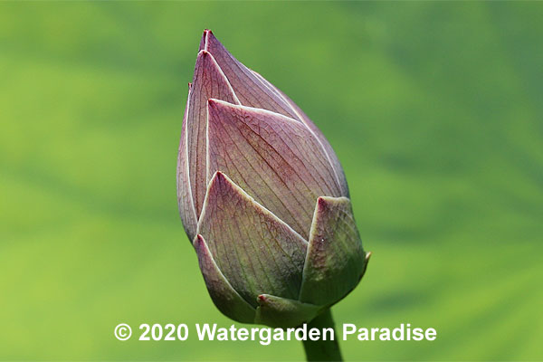 Nelumbo nucifera (Tropical Lotus)