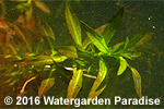 Ludwigia brevipes (submergent)